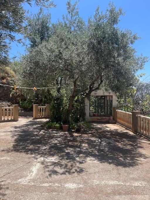 Farmhouse Surrounded By Centenary Olive Trees Olías Kültér fotó